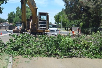 Works began cutting down trees on Fox Street.